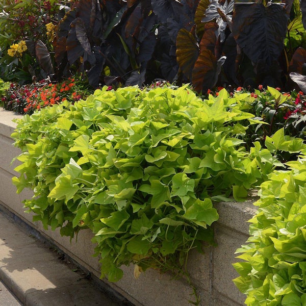 1 Qt. Green Sweet Potato Vine (Ipomoea) Annual Plant