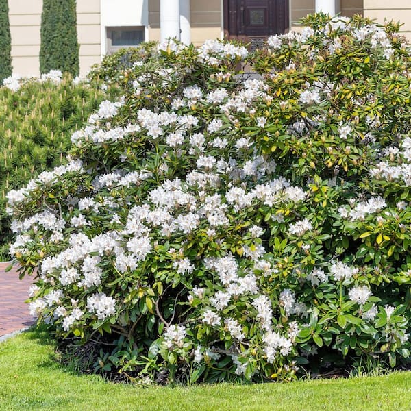 national PLANT NETWORK 3 gal. Azalea Snow Shrub with White Flowers