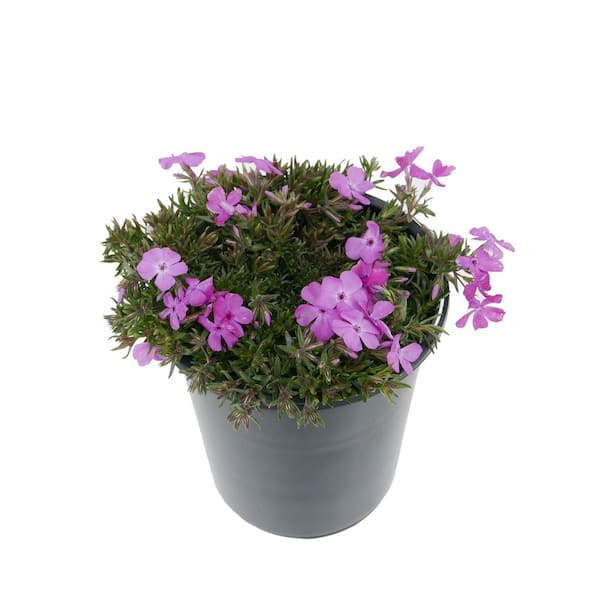 Unbranded 2.5 Qt. Perennial Phlox Subulata McDaniels Cushion