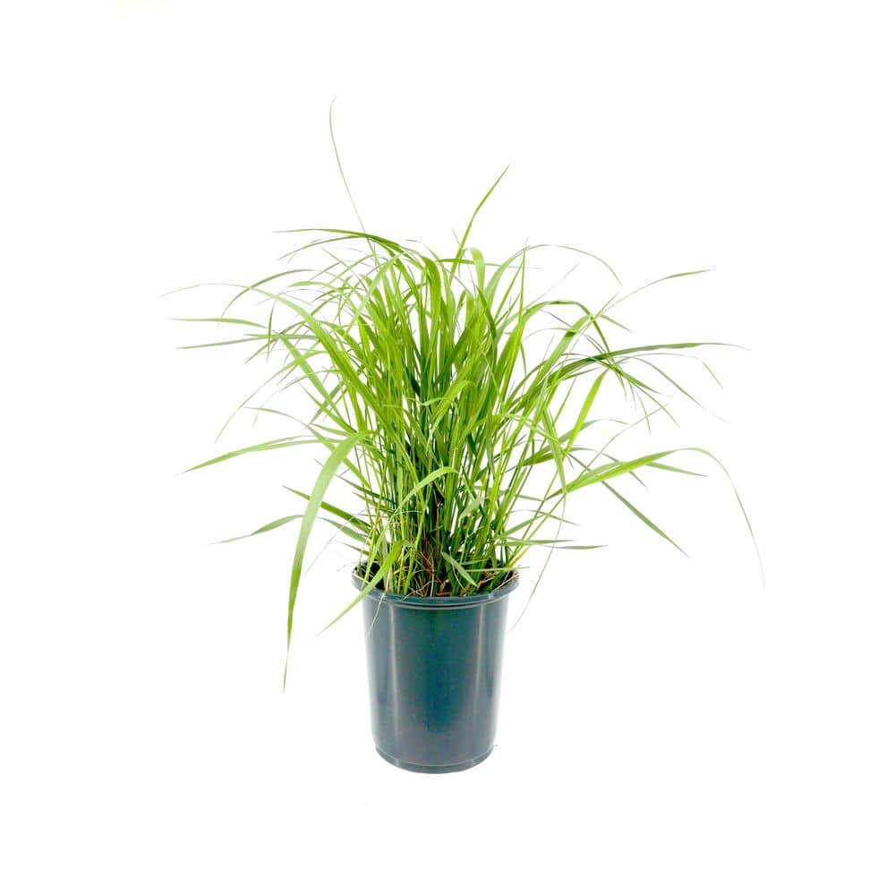 Perennial Grass Calamagrostis x. Karl Foerster 2.5 qt. 1472 - The Home ...