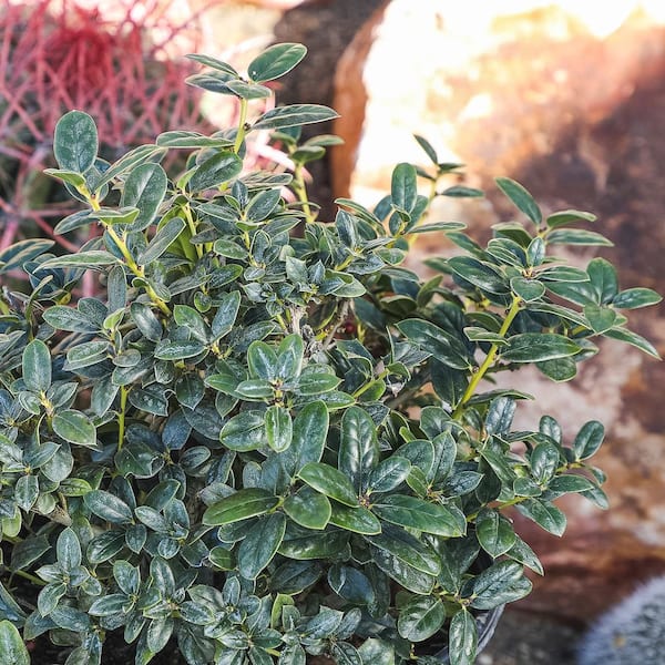 ALTMAN PLANTS 1 Gal. Ilex Cornuta Burfordii Nana Shrub Plant