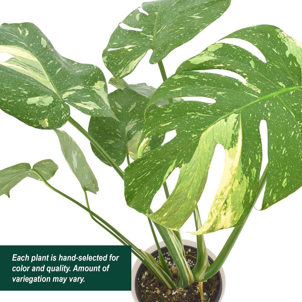 6-inch Monstera Thai Constellation in Beige Plastic Planter