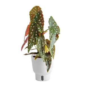 6 in. Trending Tropicals Begonia Maculata Plant in White Decor Pot