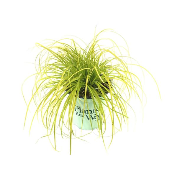 Plants That Work Japanese Sedge Grass (Carex Oshimensis) Everillo