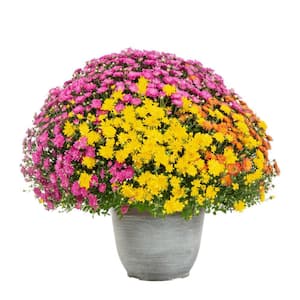 3 Gal. Quartzite Planter Orange, Purple and Yellow Mum Chrysanthemum Perennial Plant (1-Pack)