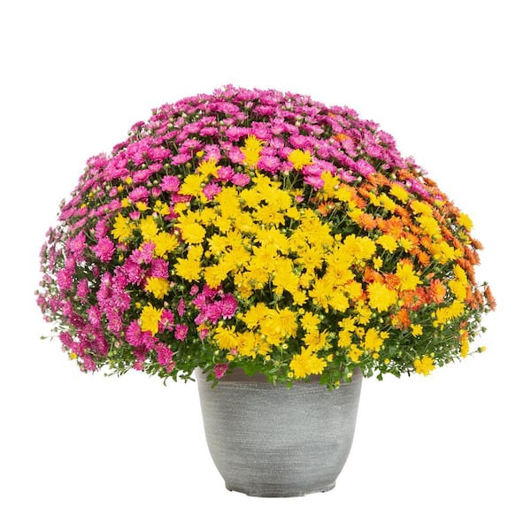 METROLINA GREENHOUSES 3 Gal. Quartzite Planter Orange, Purple and Yellow Mum Chrysanthemum Perennial Plant (1-Pack)