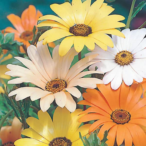 Ferry-Morse African Daisy Mixed Colors Flower Seed 5031 - The Home