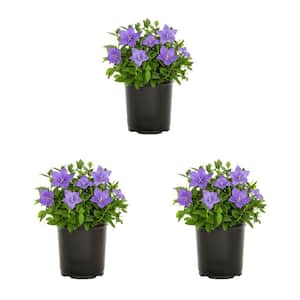 2 Qt. Platycodon Twinkle Blue Perennial Plant (3-Pack)