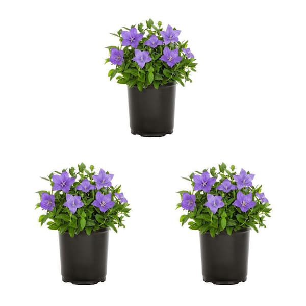 METROLINA GREENHOUSES 2 Qt. Platycodon Twinkle Blue Perennial Plant (3-Pack)