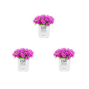 2.5 Qt. Petunia Supertunia Vista Jazzberry Pink Annual Plant (3-Pack)