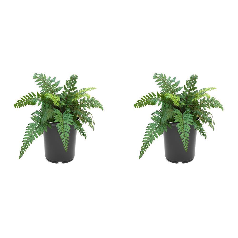2.5 qt. Perennial Fern Polystichum m. Makinos Holly (2-Pack)