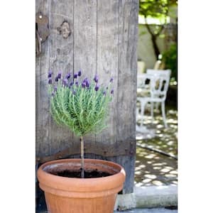 2.5 Qt. Lavender Standard Topiary Tree Perennial Plant with Purple Flowers in 8 in. Grower's Pot