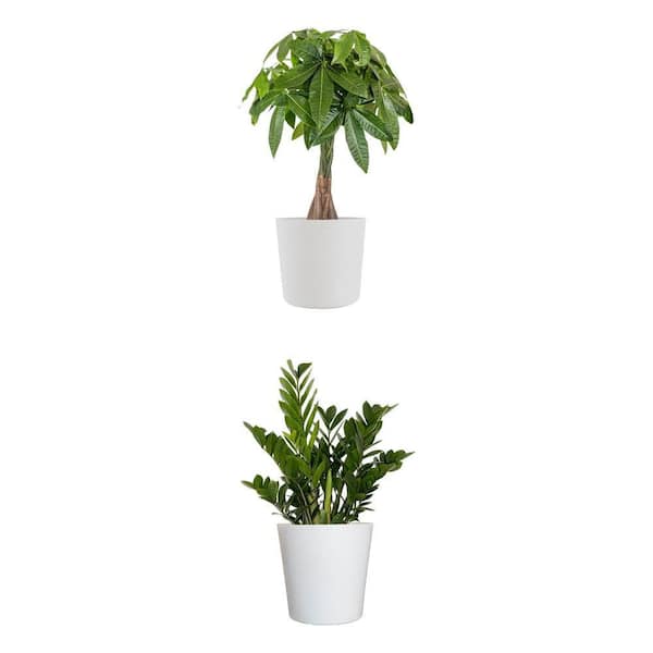 Live Money Tree in 10 in. White Pot and ZZ Plant in 10 in. White Pot Combo