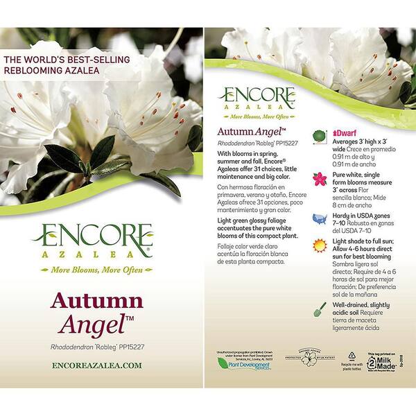 ENCORE AZALEA 2 Gal. Autumn Angel Shrub with White Flowers 14797 - The Home  Depot