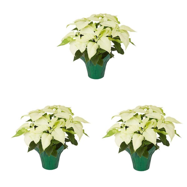 METROLINA GREENHOUSES 1.5 Qt. 5 In. Live Christmas Poinsettia White ...