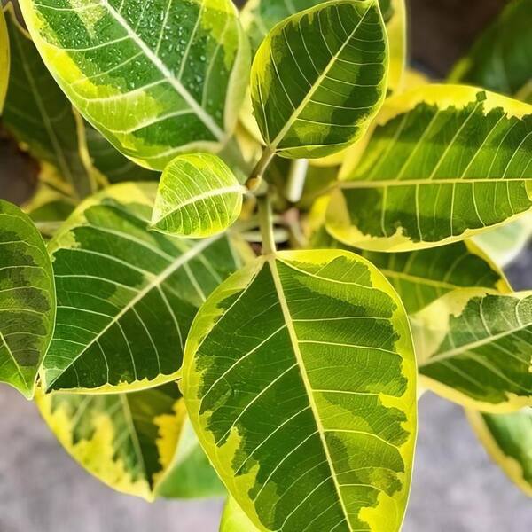 national PLANT NETWORK 2 Gal. Ficus Altissima Yellow Gem Plant