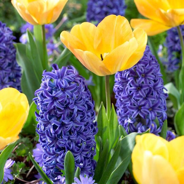 Unbranded Tulip Daydream (20 Dormant Bulbs) and Hyacinth Blue Jacket (6 Dormant Bulbs) (26-Pack Total)