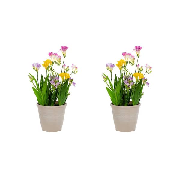 METROLINA GREENHOUSES 3 qt. Freesia Nano Mix in Decorative Planter Perennial Plant (2-Pack)
