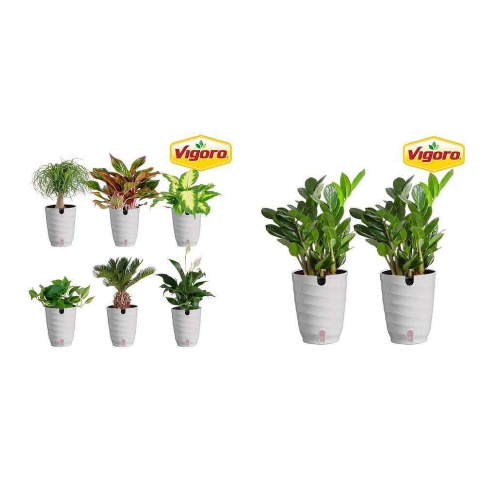 Vigoro 6 in. Assorted Foliage Plants (6-Pack) and ZZ Indoor Plant