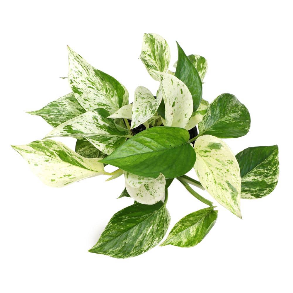 Marble Queen Pothos in Black Plastic Grow Pot