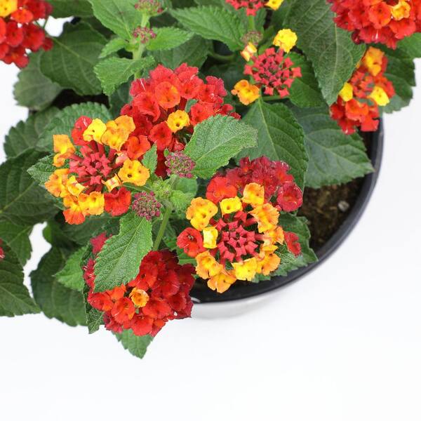 ALTMAN PLANTS 1.71-Pint Yellow and Red Lantana Plant 40862 - The