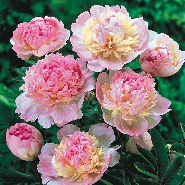 Spring Hill Nurseries White and Red Colored Flowers Raspberry Sundae Peony (Paeonia) Live Bareroot Perennial Plants (3-Pack)