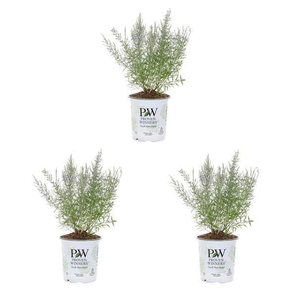 2.5QT Sage Denim And Lace Plant with Purple Blossoms in Grower pot