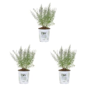 2.5 Qt. Proven Winners Perovskia Sage Denim and Lace Perennial Plant (3-Pack)