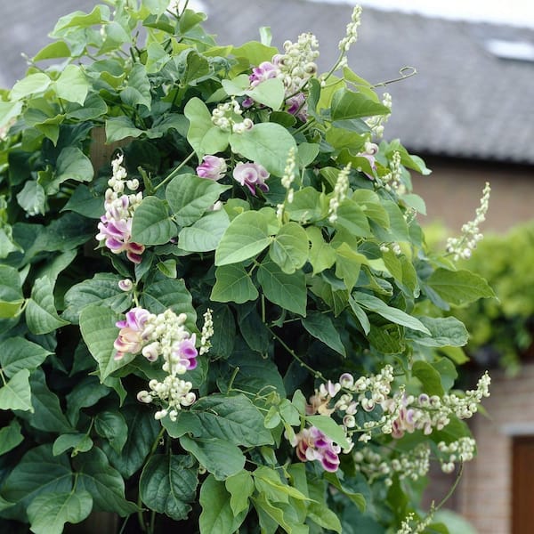 national PLANT NETWORK 1 gal. Corkscrew Vine HD3207