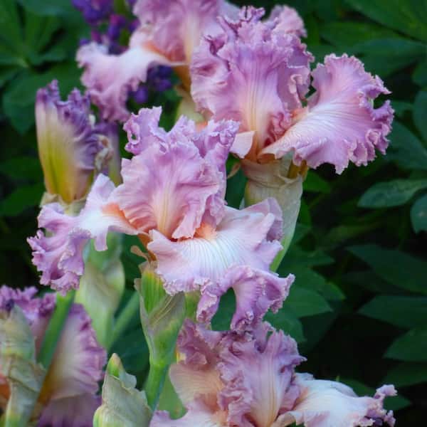 VAN ZYVERDEN Bearded Iris 4 in. Liners Social Graces Starter Plants (Set of 3)