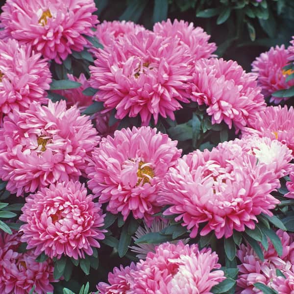 ALTMAN PLANTS 1-Pint Pink Aster Plant