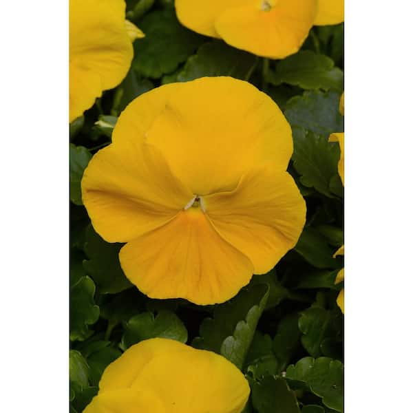 BELL NURSERY 1.25 Qt. Yellow Pansy Live Plant