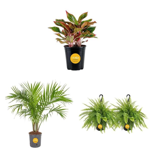 Air Purifying - Safe for Dogs - House Plants - The Home Depot