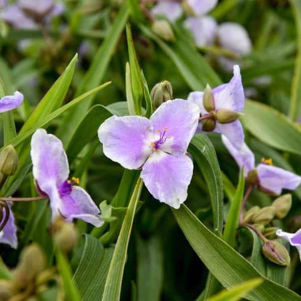 Proven Winners 1 Gal. Webmaster Spiderwort (Tradescantia Hybrid