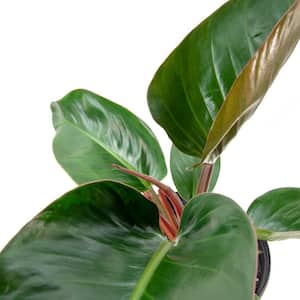 Rojo Congo Philodendron Plant (Philodendron) in 10 in. Grower Container 1-Plant