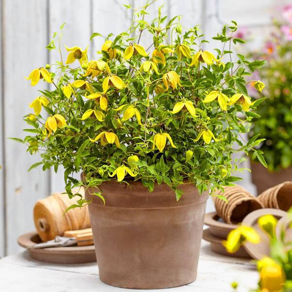 Image of Sweet Summer Clematis with Yellow Flowers