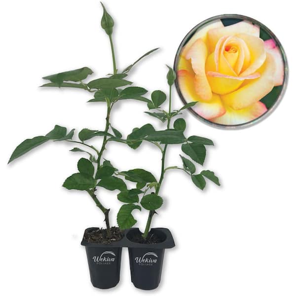 Love and Peace Rose Bush -2 Live Starter Plants in 2 in. Pots-Beautifully Fragrant Heirloom Rose from Florida