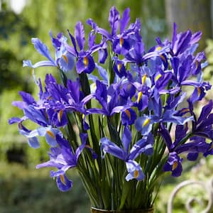 Dutch Iris Sapphire Beauty Set of 12 Bulbs