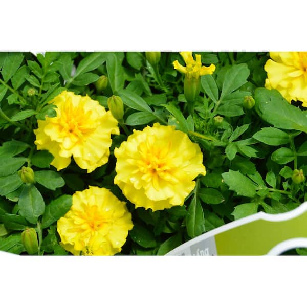 Unbranded 1.27 qt. Taishan Yellow Marigold Plant (6-Pack)