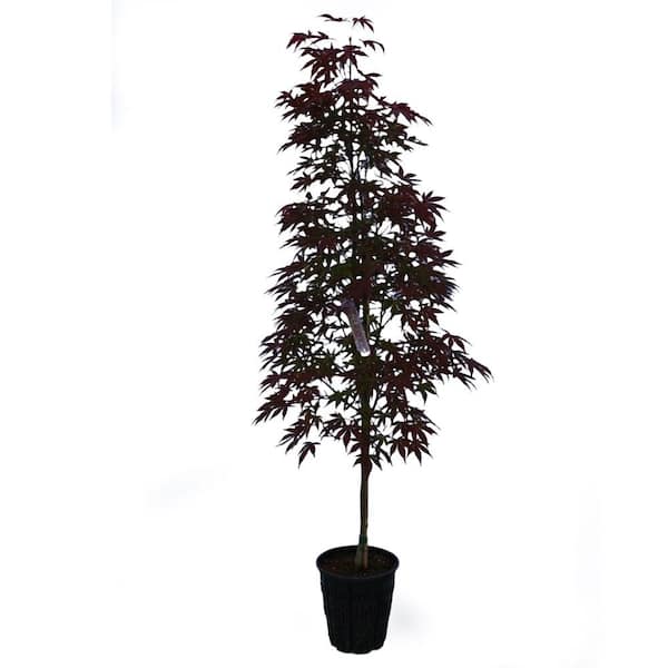 その他 MapleTree 2 gal. Twombly's Red Sentinel Deciduous Columnar Japanese Maple