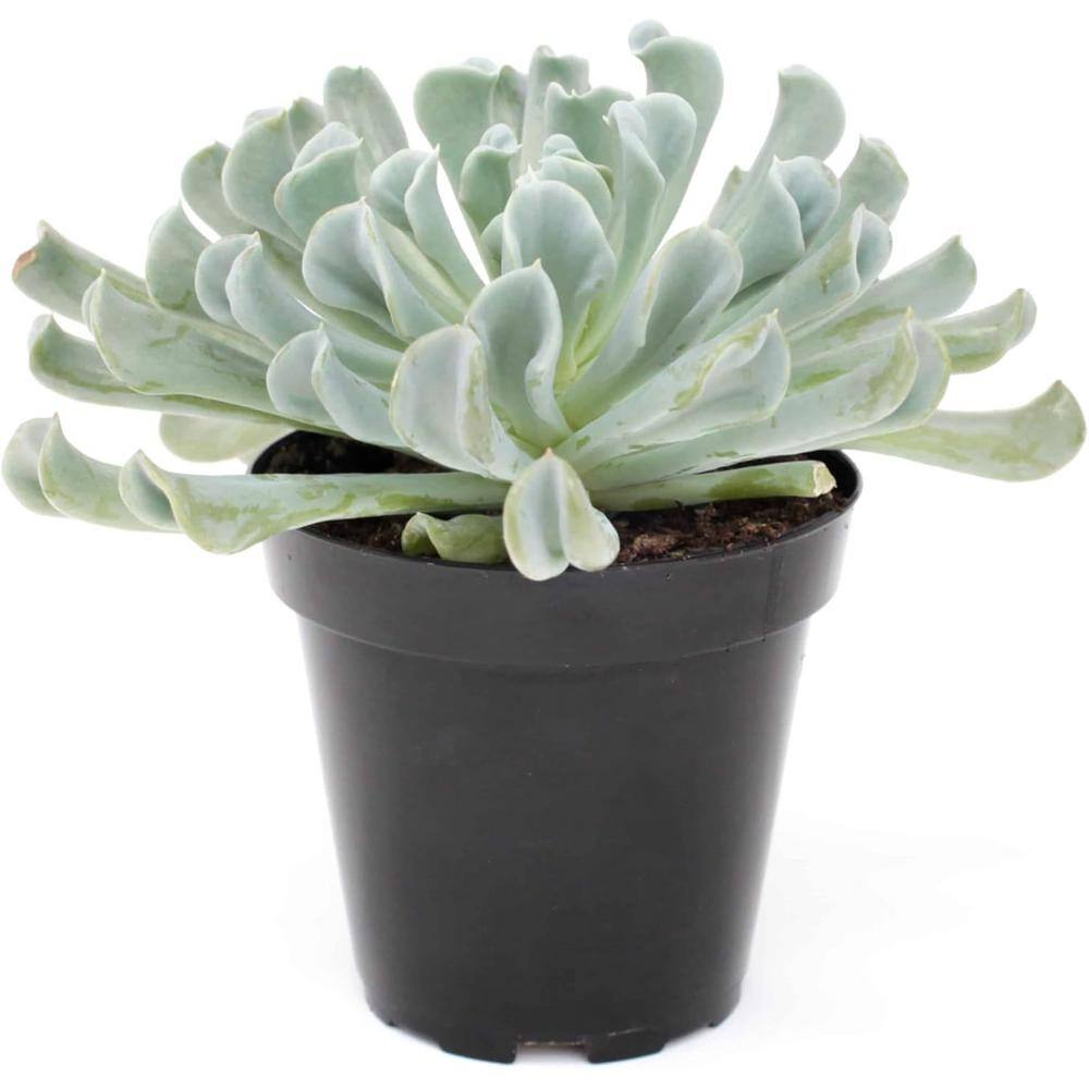 Echeveria Topsy Turvy-4 Live Starter Plants in 2 in. Growers Pots-Beautiful Compact Easy Care Succulent price history on PriceWatchPro