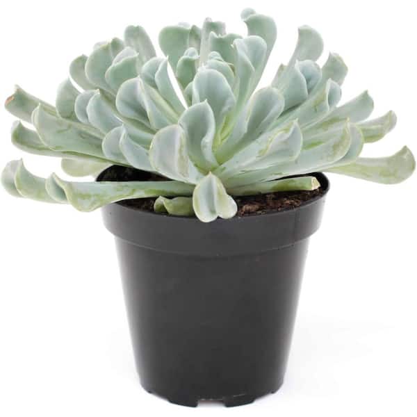 Wekiva Foliage Echeveria Topsy Turvy-4 Live Starter Plants in 2 in. Growers Pots-Beautiful Compact Easy Care Succulent