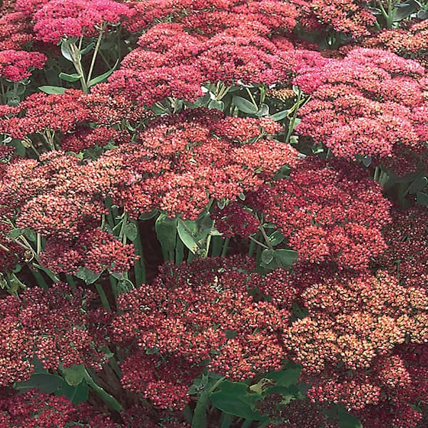 Unbranded #1 Red Autumn Joy Sedum Plant