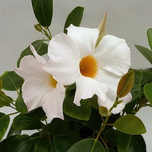 4 in. Mandevilla Plant with White Flowers (6-Pack)
