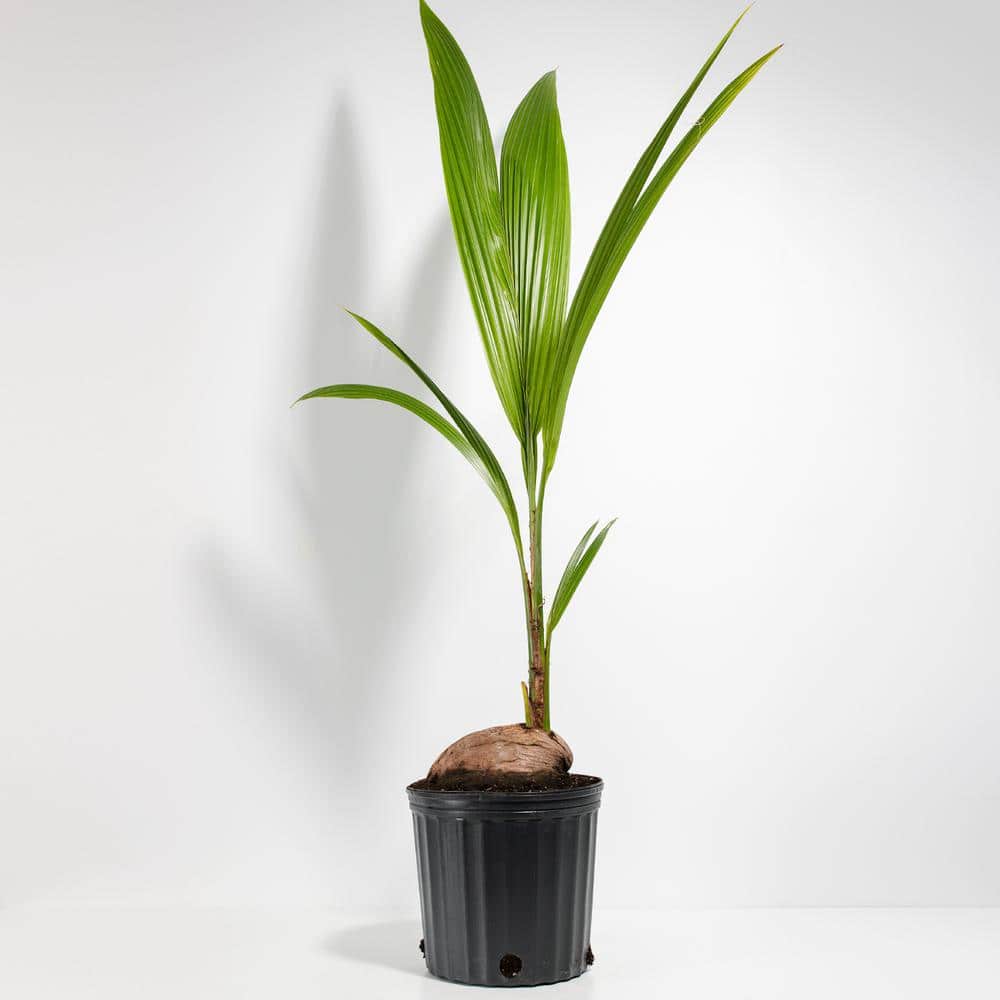 LIVELY ROOT 10 in. Coconut Palm Plant in Grower Pot (Cocos Nucifera) LRCPIN10GR The Home Depot