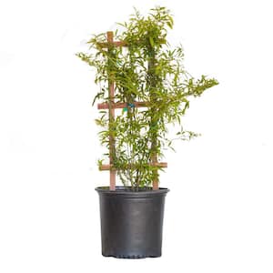 2.5 Gal. Rose Yellow Lady Banks, Live Thornless Vine Plant, Miniature Yellow Blooms