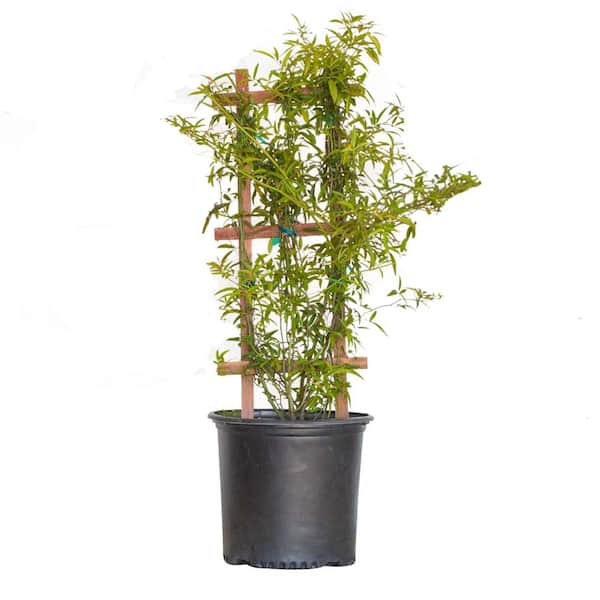 FLOWERWOOD 2.5 Gal. Rose Yellow Lady Banks, Live Thornless Vine Plant, Miniature Yellow Blooms
