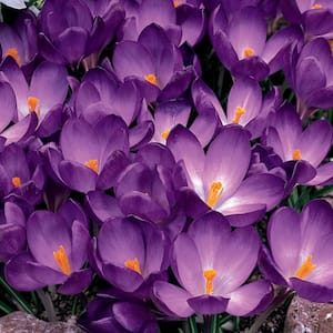 Whitewell Purple Species Crocus Dormant Spring Flowering Bulbs (25-Pack)