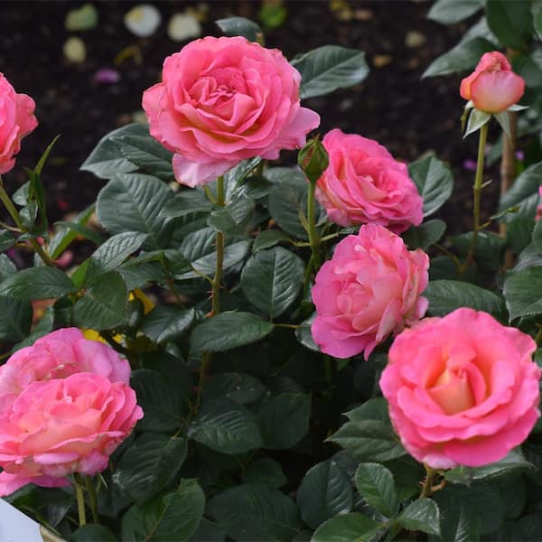Vigoro 2 Gal. Julie Andrews Rose with Pink Flowers 17430 - The