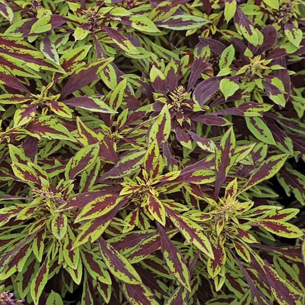 1 Qt. FlameThrower Chipotle Coleus Plant